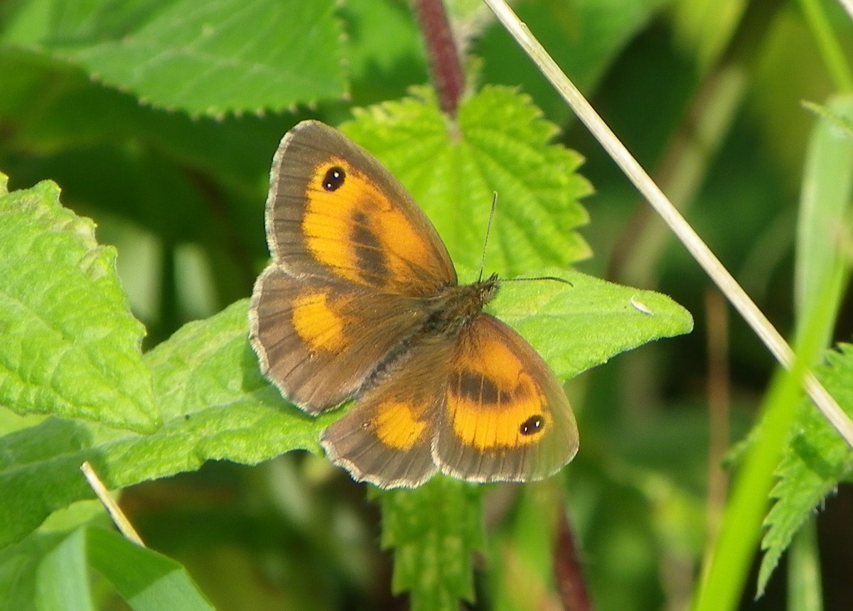 male gatekeeper